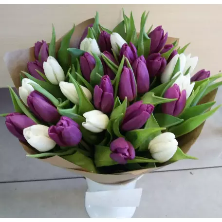 31 бело-фиолетовый тюльпан