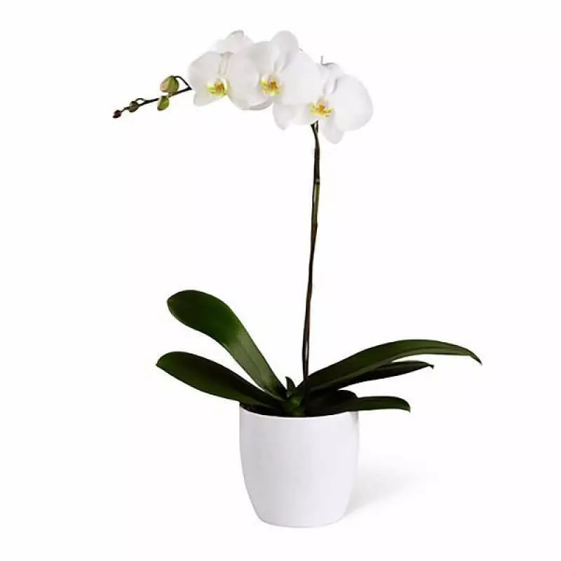 Орхідея біла, 1 гілка