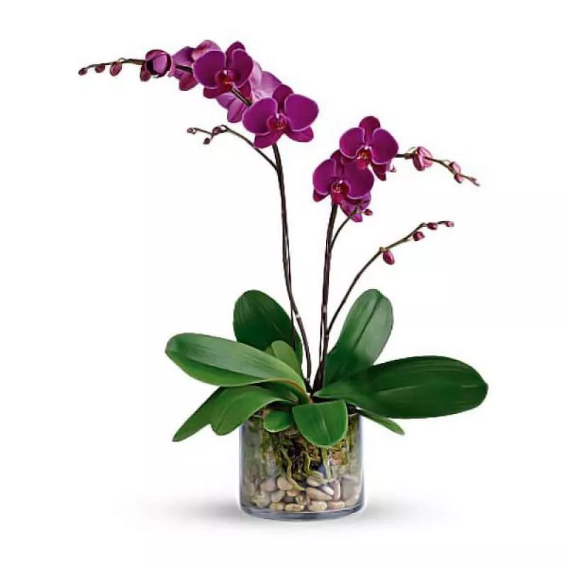 Орхідея фіолетова, 2 гілки
